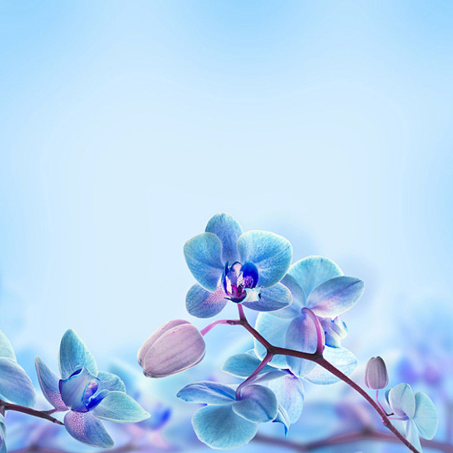 唯美蓝色的蝴蝶兰背景高清图片