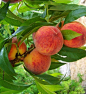 Pessegueiro Aurora - Muda Enxertada : Nome científico: Prunus persica Nativo da China Central, os pessegueiros têm uma história de cultivo tão antiga quanto a da agricultura. Há uma série de variedades de pessegos, em geral todas elas necessitam de períod