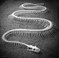 Snake skeleton.