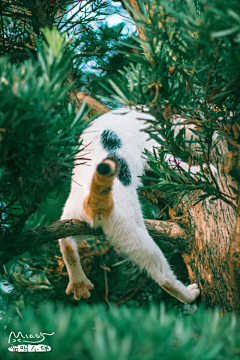 gono采集到猫