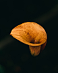 Solitary Calla Lily photo by CMDR Shane (@cmdrshane) on Unsplash : Download this photo in Auckland, New Zealand by CMDR Shane (@cmdrshane)