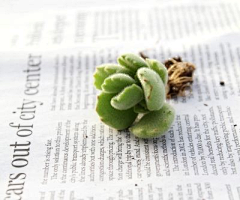 逆时针的钟摆采集到多肉植物