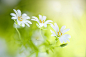 Stellaria holostea石竹科繁缕属
Greater Stitchwort by Jacky Parker on 500px