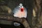 #美丽的物种#前世是有多伤心才能长成这样一幅"胸口中弹"的模样？这种鸽子学名叫吕宋鸡鸠， 英文名真的就叫：Bleeding Heart Pigeon。