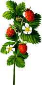 Flora ClipArt 249