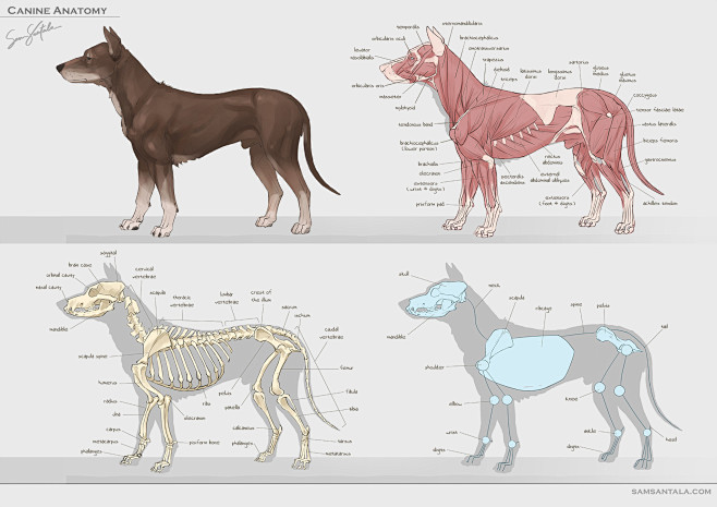 Dog/Dinosaur Studies...