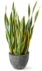 Snake Plant for my office. Purifies air, hard to kill. Sounds good to me.:
