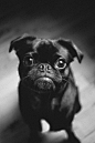 Toshi the black pug photo by Toshi (@toshidog) on Unsplash : Download this photo by Toshi (@toshidog)