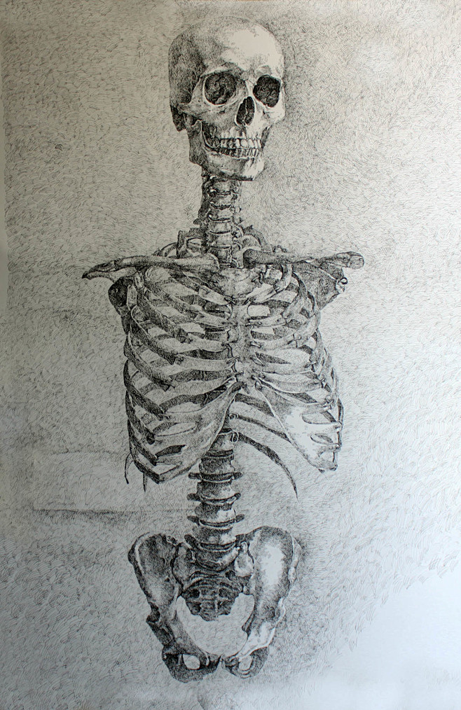 人体骨骼素描