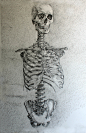 人体骨骼素描
