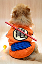 Dragon Ball SON GOKU Dog Clothing by HachiCorp on Etsy: 