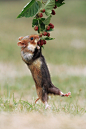 beautiful-wildlife:

Acrobat by Julian Rad
European Hamster with Berries
