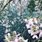 まだが咲いてて嬉しい
もうこの時期桜撮るので忙しすぎるw
#さくら