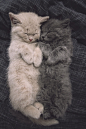 Kitten love