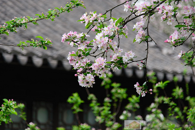 莫愁湖公园盛开的海棠花