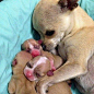 Chihuahua Mom | Cutest Paw