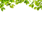绿色植物树叶叶子点缀绿叶树枝模糊透明影楼免扣PNG图片PS素材
