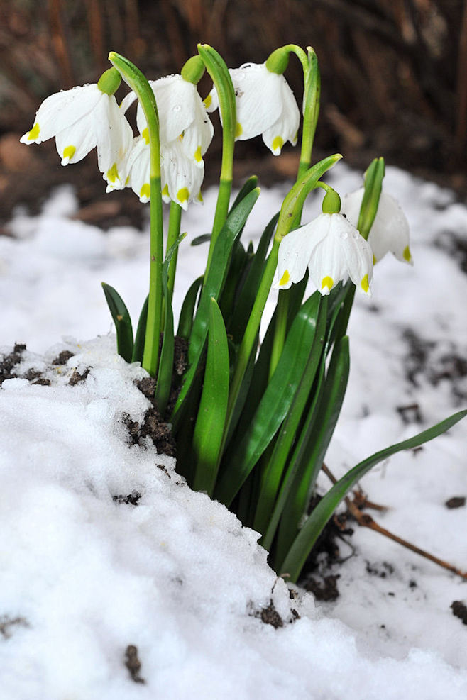 #花瓣花语录#雪片莲（Leucojum ...