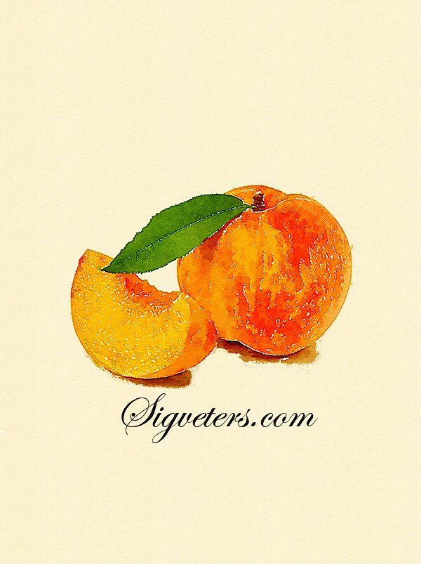 美食的世界 大师手绘复古水彩 黄桃