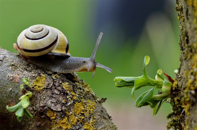 昆虫系列小蜗牛图片