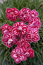 Dianthus hybrida, "Starburst", (Border Carnation)