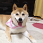 #gif# such smile. so happy. very cute. much doge. wow.