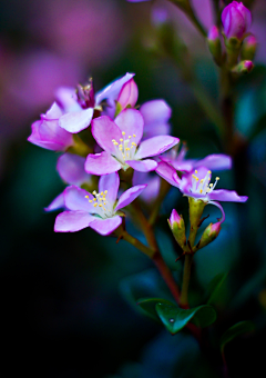 李尔的世界采集到【Flower】花事集