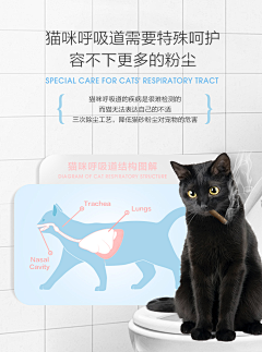 七七664789采集到宠物猫