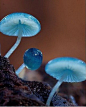 Mycena interrupta（炫蓝蘑菇），俗称“精灵的梧桐”（Pixies' Parasol）