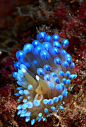 What looks like a series of magical glowing lights is actually a nudibranch!     This one is called Janolus cristatus and it grows to around 75mm in length. What a tiny beauty!    Since the body is transparent, you can clearly see its intestines running t