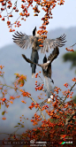 【中山植物园的两只菜鸟】拍鸟能把灰喜鹊拍出凤凰的感觉，也是专业的牛人了！西祠网友“好摄之兔123 ” 2014.10.22 摄于中山植物园