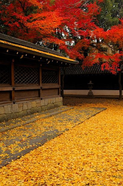 秋季地毯高丽神社，京都，日本御霊神社京都