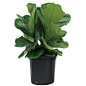 Amazon.com: Delray Plants Fiddle-Leaf Fig (Ficus Pandurata) in Pot: Garden & Outdoor