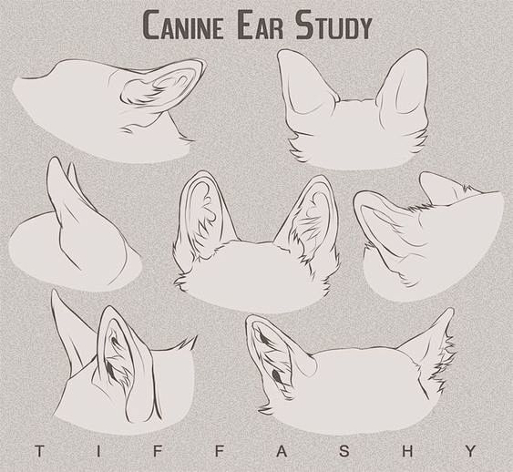 犬科动物耳朵 兽耳