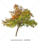 isolated fall trees - Google Search: 