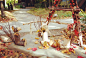 在日本皇室“后花园”遇见秋天的浪漫童话(组图)