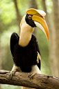 Great Hornbill