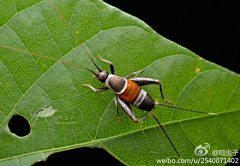 lauccy采集到Insect