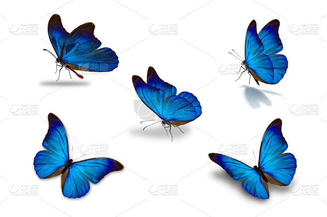 蝴蝶,蓝色,数字5,自然,美,水平画幅,...