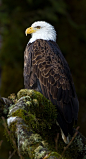 Bald Eagle 鹰