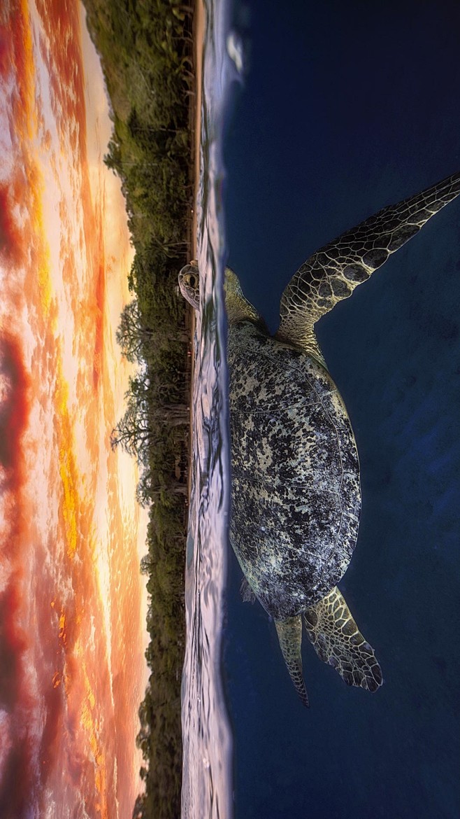 黄昏时浮出水面的绿海龟，印度洋马约特 (...