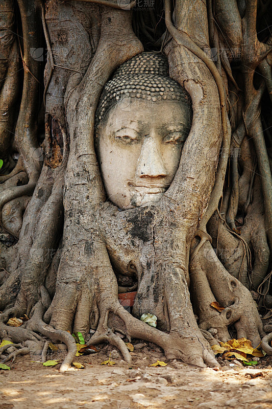 泰国大城府的树根上的古老的佛像头像