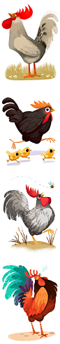 Chickens!公鸡母鸡动物插画封面大图