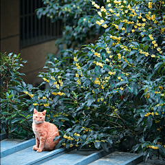 最後の谜题采集到猫