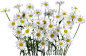 Camomile PNG image, free flower picture