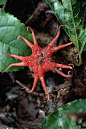 红星头菌（Aseroë rubra），又名红星头鬼笔，是澳大利亚很普遍的担子菌门真菌，其特征是带有腐肉的臭味及像海葵的外形。红星头菌可以在长满草及布满覆盖物的地方生长。它的外型像一颗红星，有白色的茎。它会吸引苍蝇来帮助散布孢子。