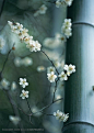 竹林风景- 竹竿边是的一只梨花高清摄影桌面壁纸图片素材
