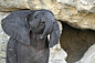 Baby Elephant | Cutest Paw