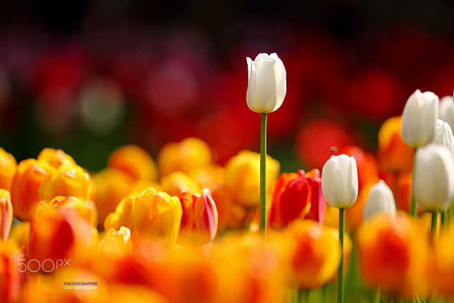 Epiphany - Tulips
by...