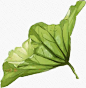 荷叶手绘荷叶植物叶子-觅元素png设计元素